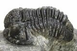 Detailed Gerastos Trilobite Fossil - Morocco #275227-1